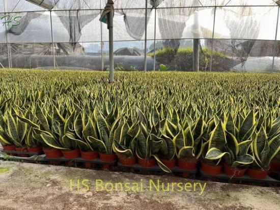 A Very Popular Unique And Beautiful Chinese Bonsai Sansevieria