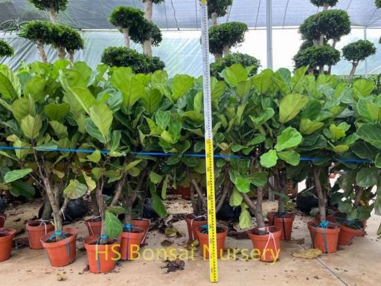 Ficus Layat Adds Color To Life
