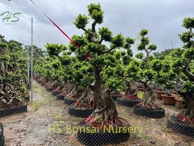 Beautiful Ficus Aerial Bonsai