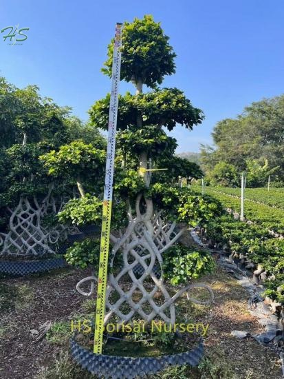 Chinese  Net Shape Ficus Bonsai Tree