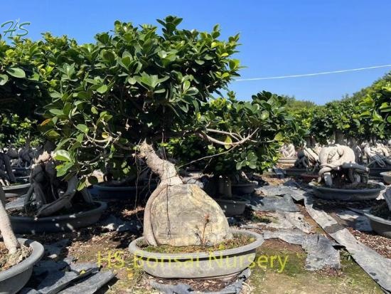 Best Sellers BeautifulStone Ficus Bonsai