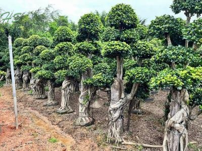 Ficus Microcarpa Bonsai Tree