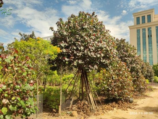 Hibiscus tiliaceus 'Rubra' Red Cotton Tree
