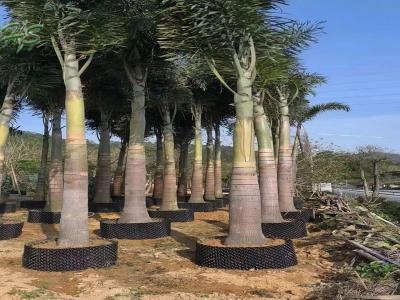 Learn About The Foxtail Palm Tree