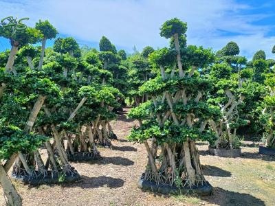 Net Shape Ficus Bonsai Tree, ficus microcarpa tree