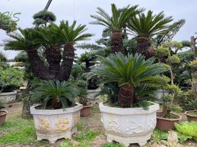 Single Trunk Potted Cycas revoluta