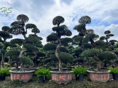 Chinese Elm Bonsai Tree