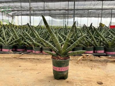 Sansevieria Dragon Fingers Plant