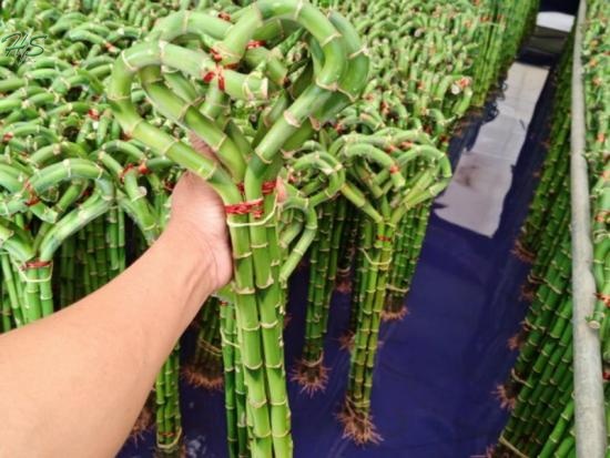 Wholesale Sanderiana Dracaena Cage Shape