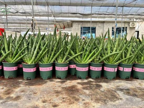 Sansevieria Cylindrical  Dragon Fingers Plant