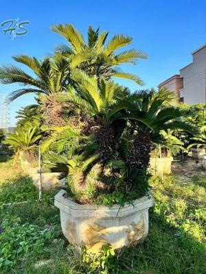 The Perfect Cycas Palm Plant for Your Outdoor Oasis