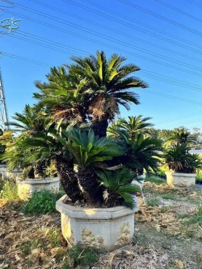 Cycas Revoluta the deep green color remains vibrant throughout the year, ensuring a captivating display.