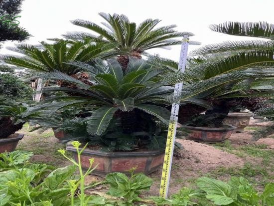 Low Maintenance Plants Cycas revoluta