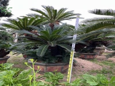 Low Maintenance Plants Cycas revoluta