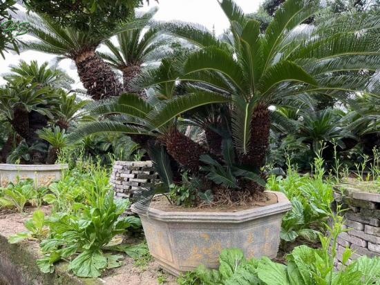 Single Trunk Potted Cycas revoluta