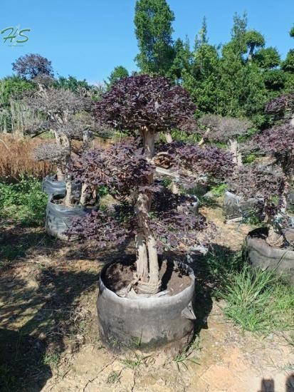 Black Pearl Loropetalum Bonsai