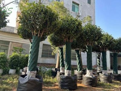 High Quality Camellia Plants