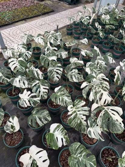 The Exquisite Beauty of Monstera deliciosa Liebm