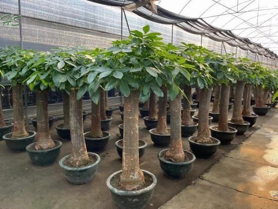 The Aquatica Pachira Macrocarpa Live Plant