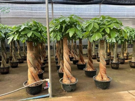 The Aquatica Pachira Macrocarpa Live Plant