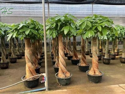 The Aquatica Pachira Macrocarpa Live Plant