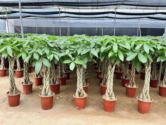 The Aquatica Pachira Macrocarpa Live Plant