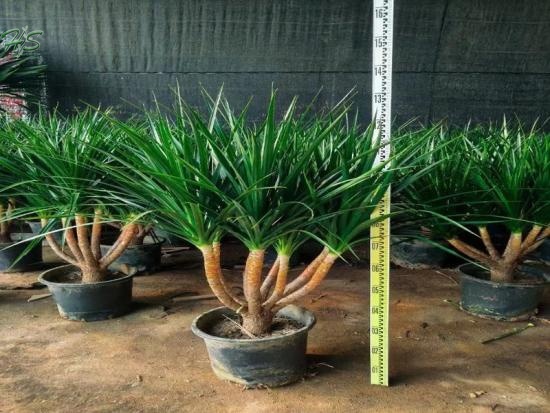 Extraordinary Plant  Dragon Tree Plant
