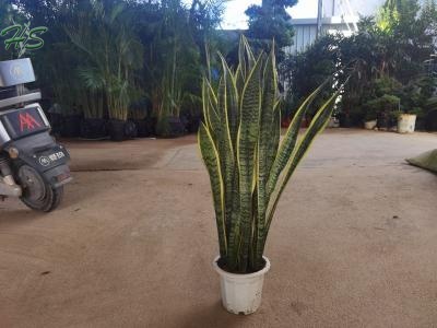 A Very Popular Unique And Beautiful Chinese Bonsai Sansevieria