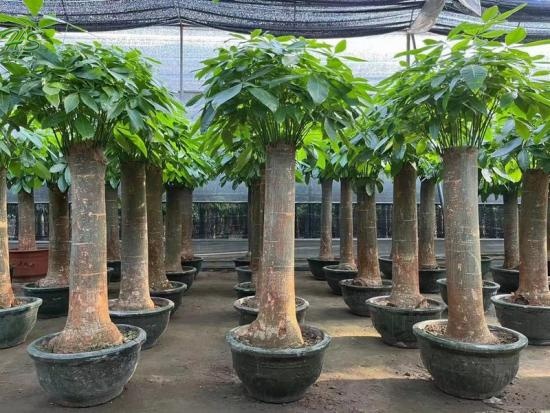 The Aquatica Pachira Macrocarpa Live Plant