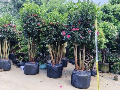 The Four Seasons Camellia