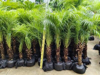 Pygmy Date Palm Phoenix Roebelenii