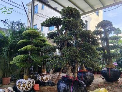 Beautiful  Photinia Davidsoniae