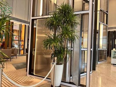 Beautiful Dracaena From China