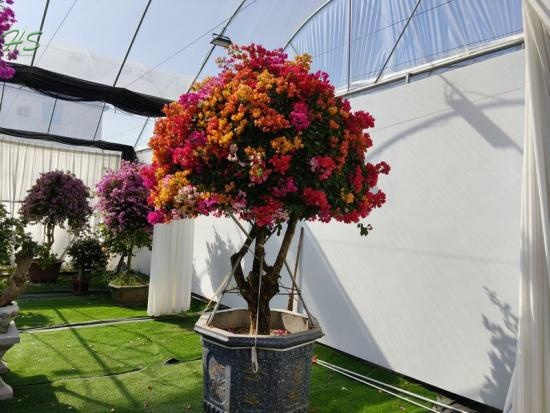 Preferably Priced Bougainvillea