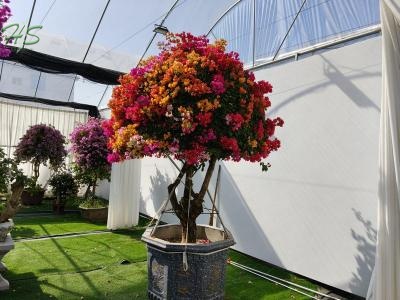 Preferably Priced Bougainvillea