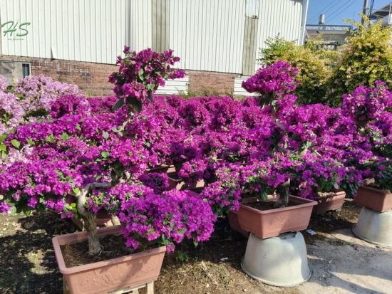 Wholesale Of Various Beautifully Shaped Bougainvillea