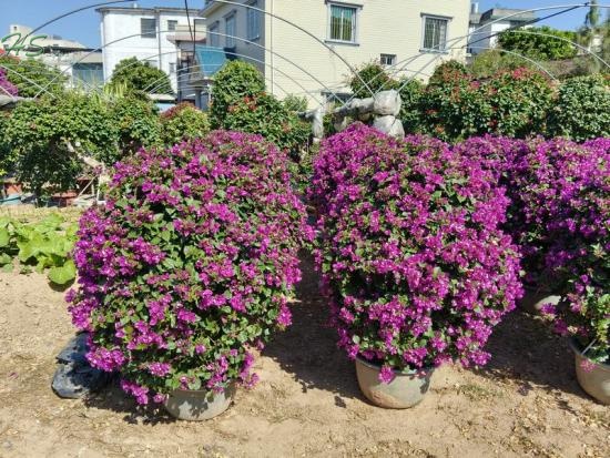Wholesale Outdoor Bougainvillea Glabra