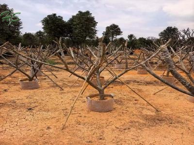 Beautiful Frangipani Sapling