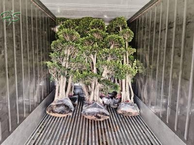 Ficus Microcarpa with Unique Root Structure