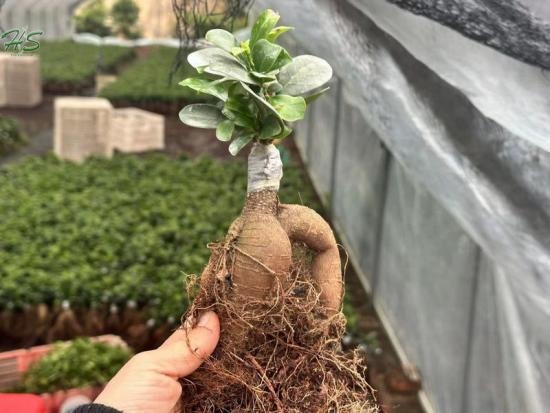 Ficus Miniature Microcarpa Ginseng Bonsai
