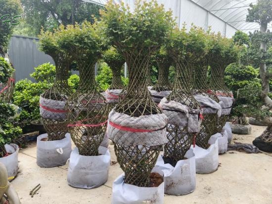 Lagerstroemia Spiral Bottle Cage Bonsai