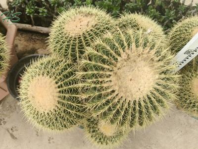 Ferocactus recurvus