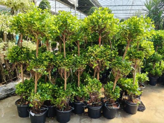 High Quality Volcano Banyan For Wholesale