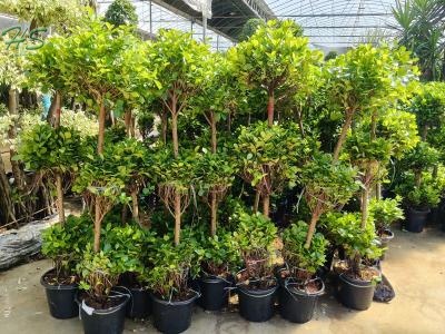 High Quality Volcano Banyan For Wholesale