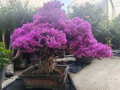 Wholesale Outdoor Bougainvillea Bonsai
