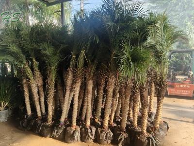 Pygmy Date Palm Phoenix Roebelenii