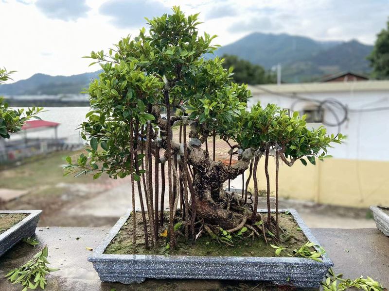 El nuevo injerto de ficus bonsai para nueva temporada