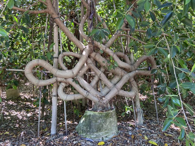 La forma de producir materia prima para el ficus microcarpa dragon bonsai
