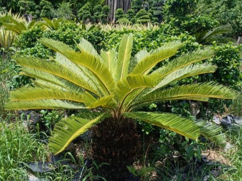 ¿La palma de sagú es buena o mala para ti?