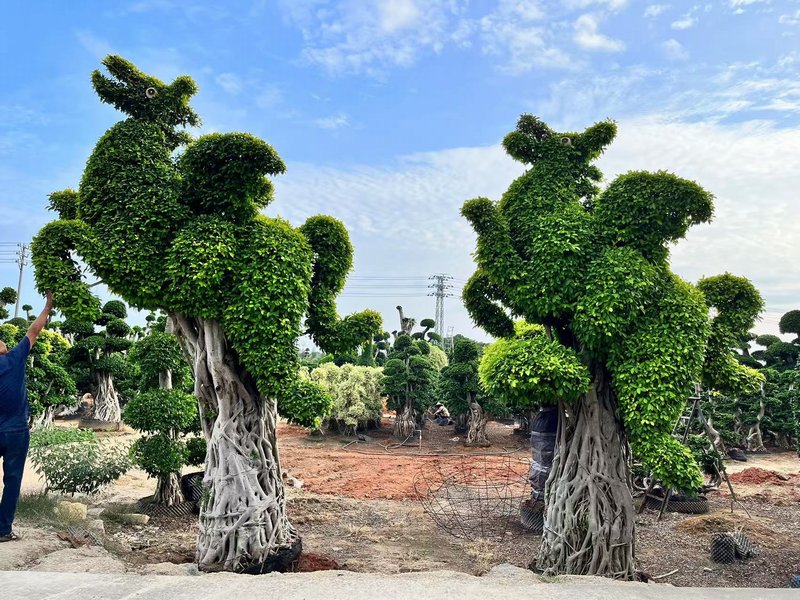 Cómo dar forma al ficus microcarpa